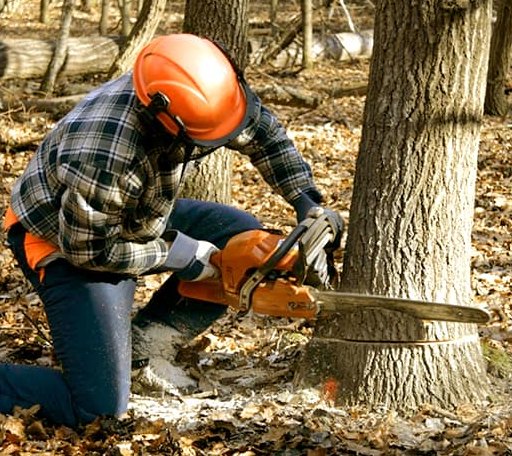 Tree Removal in Mountain Lake, MN